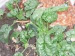 photo of spinach growing in Creston, B.C.