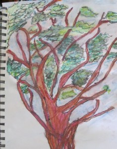Manzanita. Ink and watercolor. 8" by 12". Sharyn Dimmick.