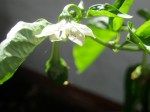Poblano and flower.